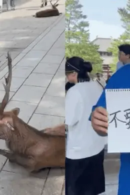 中国游客因“踢”鹿被日本人狂骂,一直笑着说sorry!日本网友却这样说...