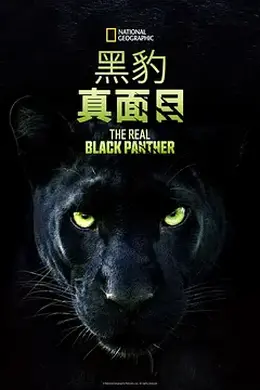 真黑豹无双