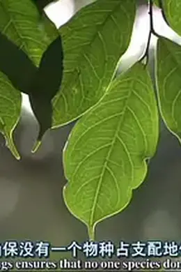 自然世界：蚂蚁攻击