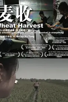 麦收