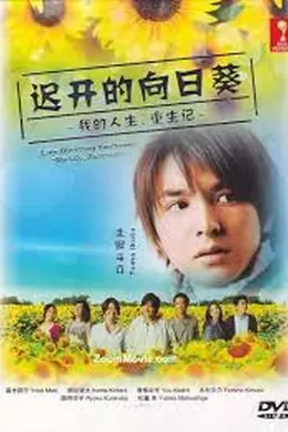 迟开的向日葵