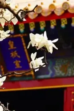 宫墙上花盛开