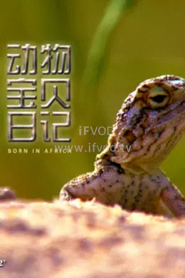 动物宝贝日记