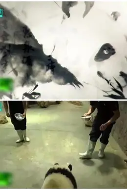 中国如何拯救大熊猫